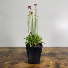 Load image into Gallery viewer, Sea Thrift Ballerina Red perennial plant in black nursery pot with red flowers and green foliage