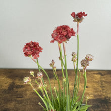 Load image into Gallery viewer, Sea Thrift Ballerina Red perennial plant with deep red clustered flowers on green stems