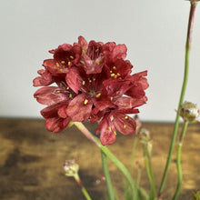 Load image into Gallery viewer, Deep red Sea Thrift Ballerina perennial flower with clustered blooms and yellow stamens on green stems