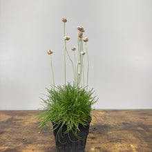 Load image into Gallery viewer, Sea Thrift White perennial plant in black pot with dried white flower heads on tall stems