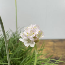 Load image into Gallery viewer, White Sea Thrift perennial flowers blooming with delicate clustered petals and grass-like foliage