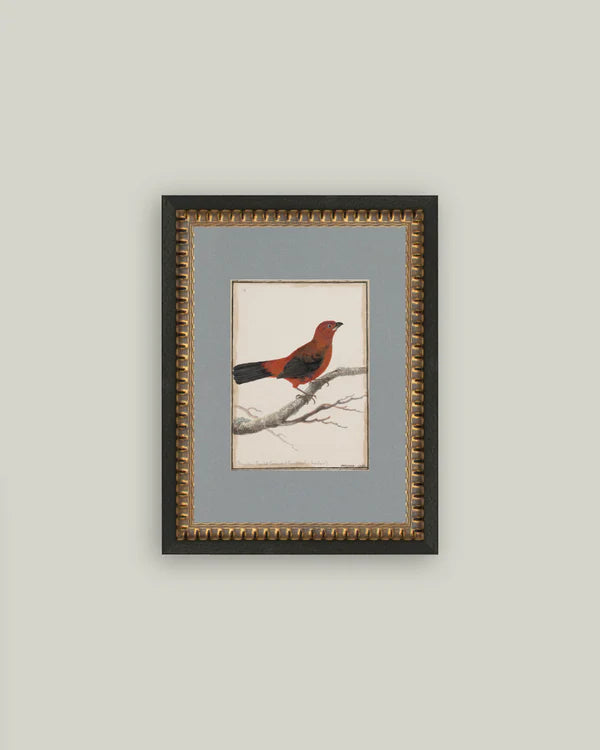 Red Bird 1763
