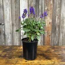 Load image into Gallery viewer, Sage Blue Marvel perennial plant with purple flower spikes in black nursery pot