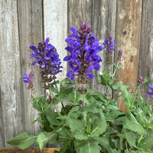 Load image into Gallery viewer, Sage Blue Marvel perennial plant with vibrant purple-blue flower spikes and green foliage against wooden fence