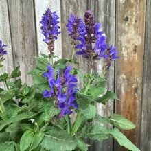 Load image into Gallery viewer, Sage Blue Marvel perennial plant with vibrant purple-blue flower spikes and textured green leaves
