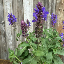 Load image into Gallery viewer, Sage Blue Marvel perennial plant with purple-blue flower spikes and green textured leaves