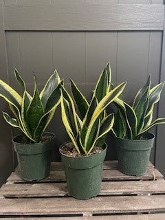 Sansevieria 'Black Gold'