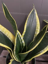 Load image into Gallery viewer, Sansevieria &#39;Black Gold&#39;