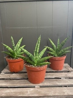 Sanseviera 'Gojo' Natural