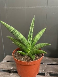 Sanseviera 'Gojo' Natural