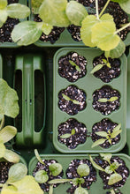 Load image into Gallery viewer, Green plastic seed starting tray with six compartments containing sprouting seedlings in dark potting soil