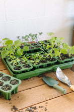 Load image into Gallery viewer, Green plastic seed starting trays with young seedlings and small gardening tools on wooden surface