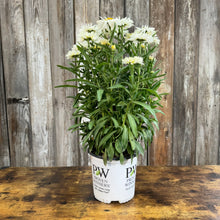 Load image into Gallery viewer, Daisy Shasta Amazing Daisies Banana Cream II