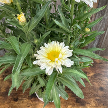 Load image into Gallery viewer, Daisy Shasta Amazing Daisies Banana Cream II