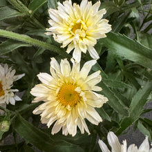 Load image into Gallery viewer, Daisy Shasta Amazing Daisies Banana Cream II