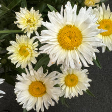Load image into Gallery viewer, Daisy Shasta Amazing Daisies Banana Cream II