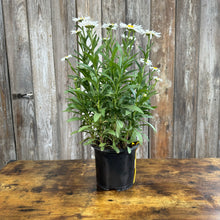 Load image into Gallery viewer, Daisy Shasta Becky