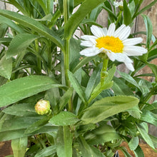 Load image into Gallery viewer, Daisy Shasta Becky