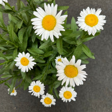 Load image into Gallery viewer, Daisy Shasta Becky