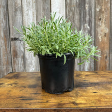 Load image into Gallery viewer, Snow-in-Summer