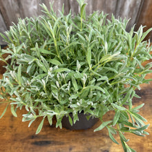 Load image into Gallery viewer, Snow-in-Summer