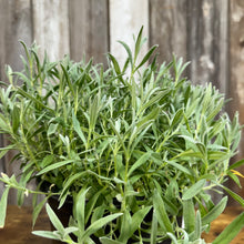 Load image into Gallery viewer, Snow-in-Summer