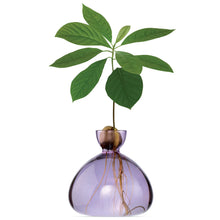 Load image into Gallery viewer, Purple glass vase with sprouted avocado plant showing roots and green leaves