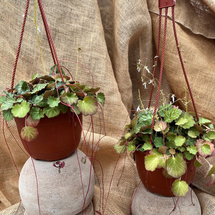 Saxifraga 'Strawberry Begonia'