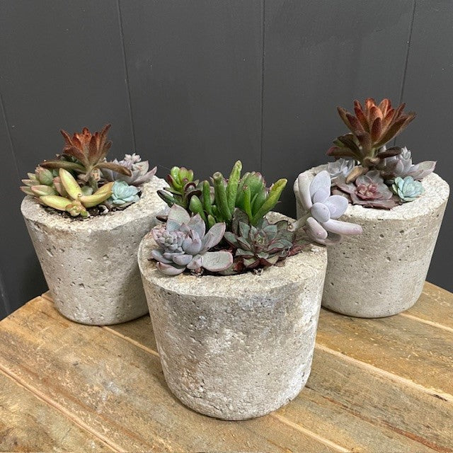 Succulent SM RD Pot
