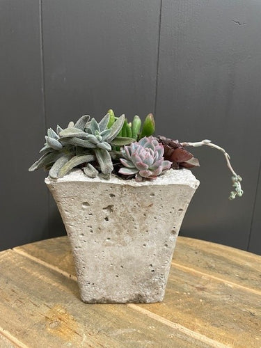 Succulent SM SQ Vase
