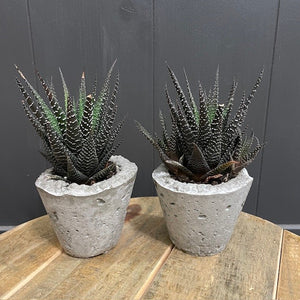 Succulent Mini Concrete