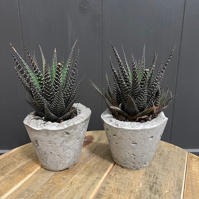 Succulent Mini Concrete