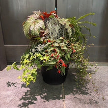 Load image into Gallery viewer, Lush summer porch pot featuring mixed begonias, ferns, and trailing foliage in a black container.