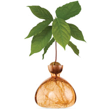 Load image into Gallery viewer, Amber glass avocado vase with sprouted avocado plant showing roots and green leaves