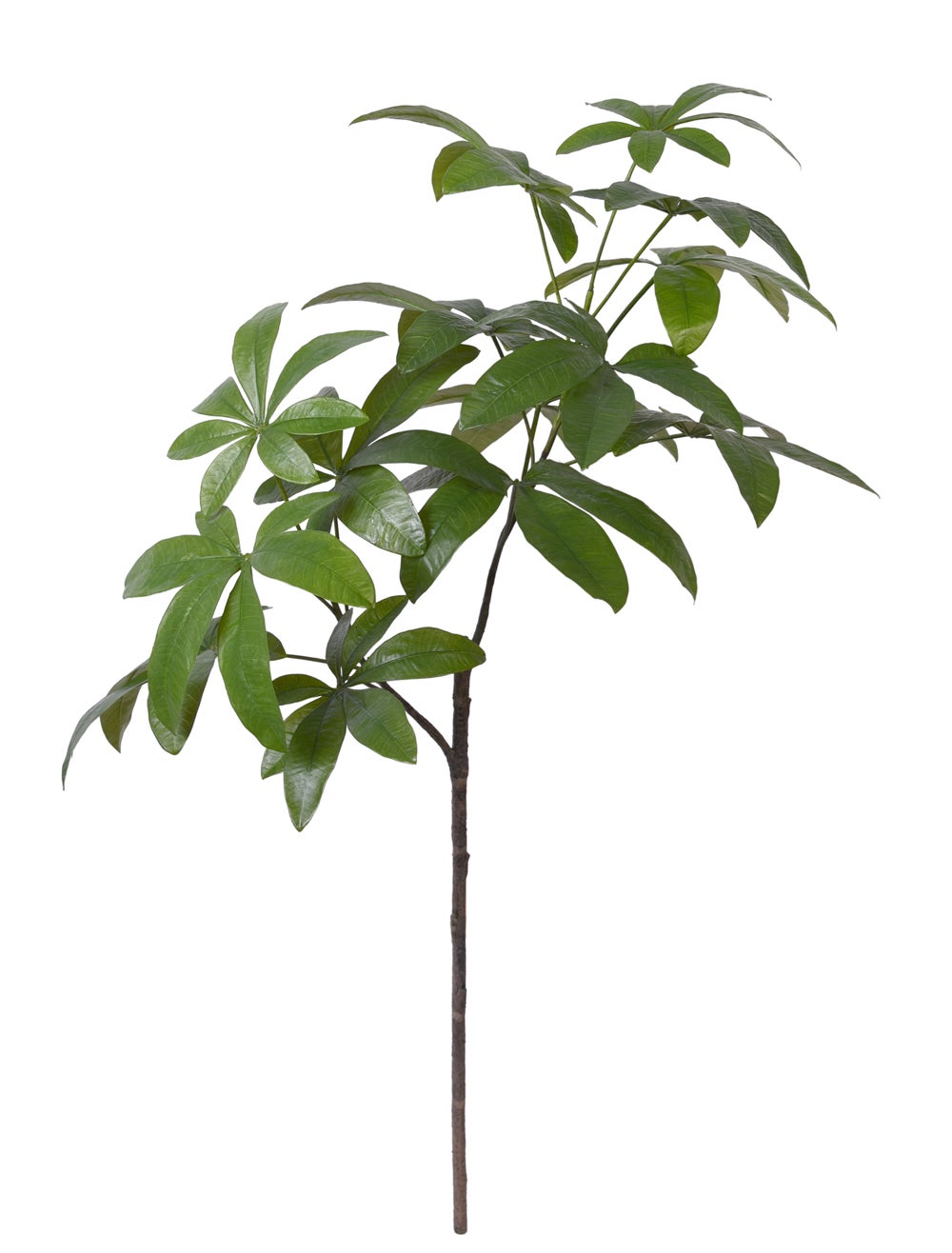 Faux Money Tree Branch  Wasson Nursery