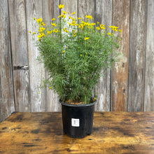 Load image into Gallery viewer, Tickseed Zagreb perennial plant in black nursery pot with bright yellow flowers and fine foliage
