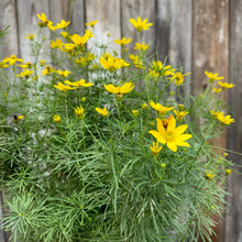 Load image into Gallery viewer, Yellow Tickseed Zagreb perennial flowers blooming with bright golden petals and fine green foliage