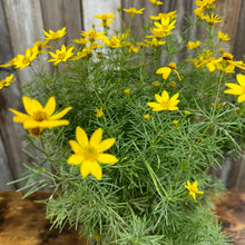 Load image into Gallery viewer, Bright yellow Tickseed Zagreb flowers blooming on feathery green foliage in garden setting