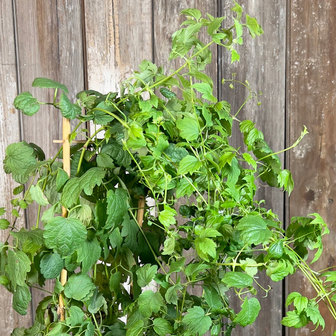 Healthy Clematis Virgin's Bower plant with green foliage and climbing tendrils against wooden fence