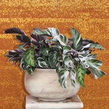Load image into Gallery viewer, Yumiko Bowl