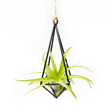 Load image into Gallery viewer, Black geometric metal hanging planter with air plant suspended by rope