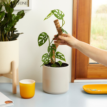 Load image into Gallery viewer, Hand placing coconut coir bendable grow pole into white pot with climbing monstera plant