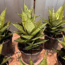 Load image into Gallery viewer, Sansevieria Pagoda Dark Form snake plants in black pots showing compact rosette growth pattern