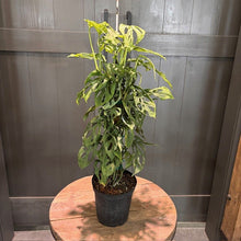 Load image into Gallery viewer, Monstera Swiss Cheese plant with variegated green and yellow leaves in black pot