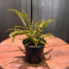 Load image into Gallery viewer, Nephrolepis 'Lemon Button Fern'