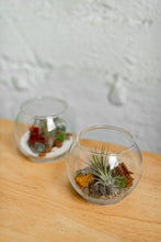 Load image into Gallery viewer, New* Airplant Terrarium Kit : Globe