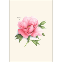 Load image into Gallery viewer, Peony Assortment