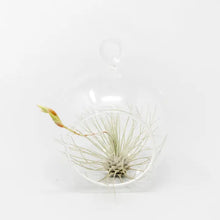 Load image into Gallery viewer, Clear glass terrarium globe with air plant and thin green flowering stem against white background