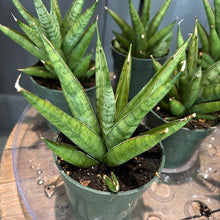Load image into Gallery viewer, Sansevieria Rockman snake plants in clear plastic pots with dark green mottled leaves