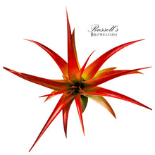 Load image into Gallery viewer, Air Plant